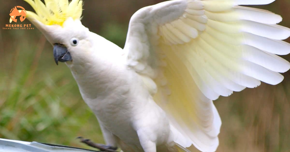vẹt cockatoo có thể nói tiếng người rất chuẩn, học theo tiếng người rất nhanh